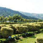 CEMENTERIO EL JAZMIN - SANTA ROSA DE CABAL, RISARALDA COLOMBIA