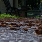 Cemetery Autumn