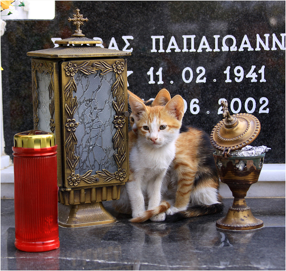 Cemetery Cats