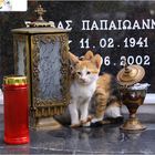 Cemetery Cats