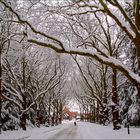 Cemetery in winter