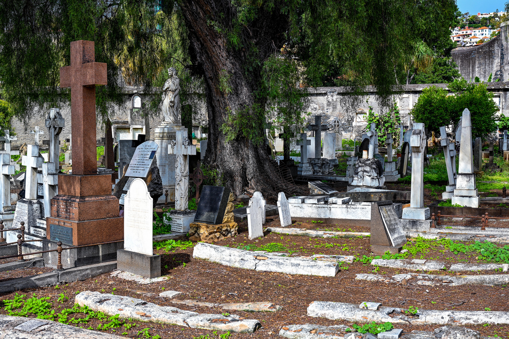 Cemitério Britânico da Madeira 25