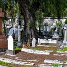 Cemitério Britânico da Madeira 25