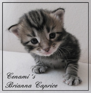 Cenami´s Brianna Caprice 1