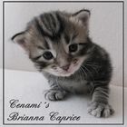 Cenami´s Brianna Caprice 1