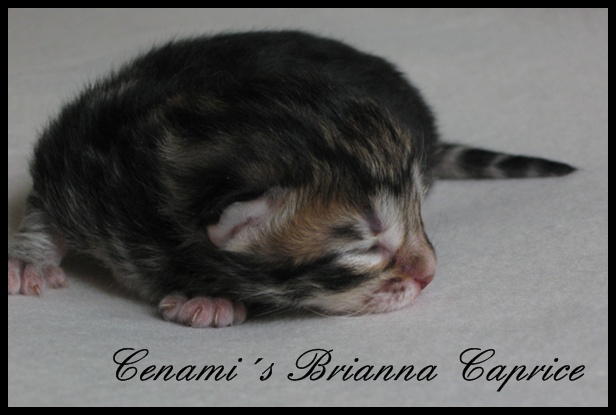 Cenami´s Brianna Caprice