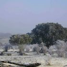 Cencellada en Castilla.