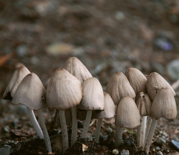 CENDAWAN (fungus)