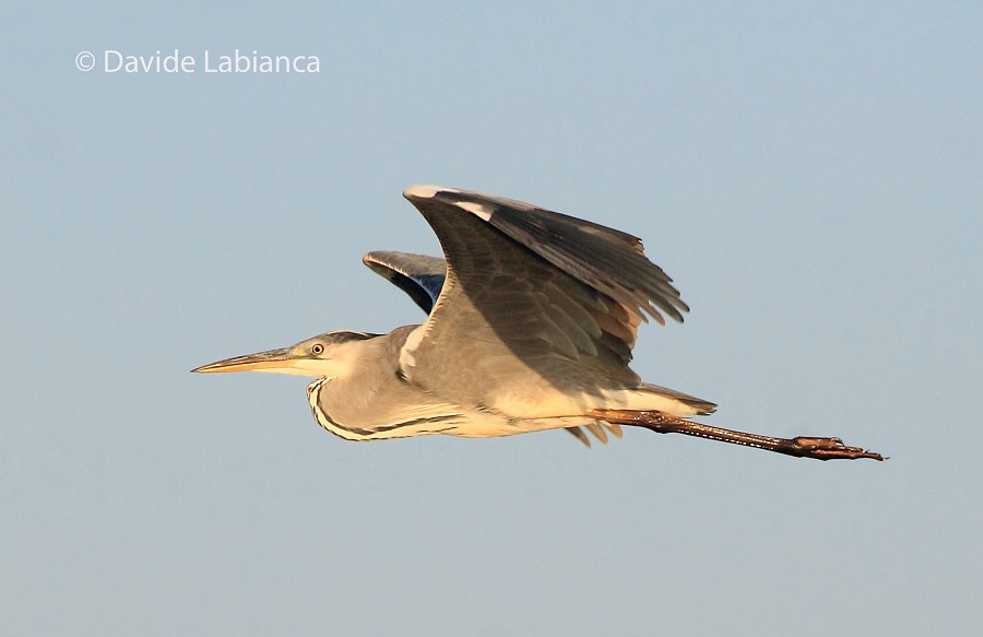 cenerino in volo