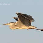 cenerino in volo