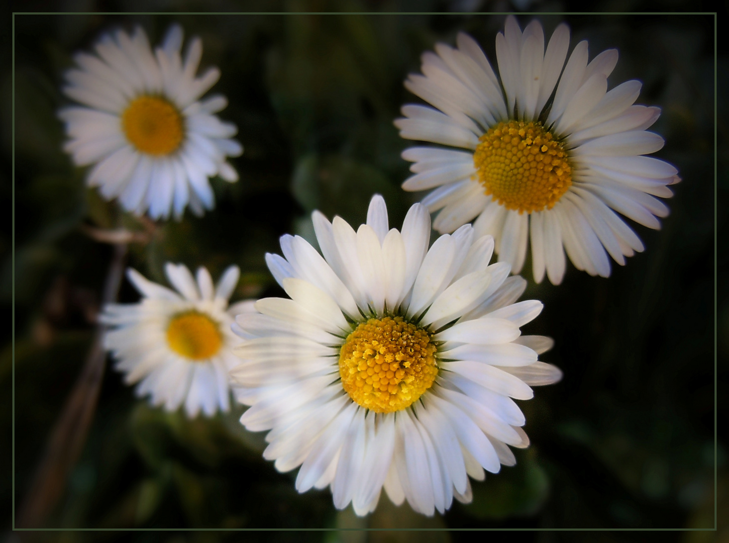 * Cenni di Primavera *