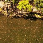 Cenote