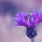 -Centaurea-