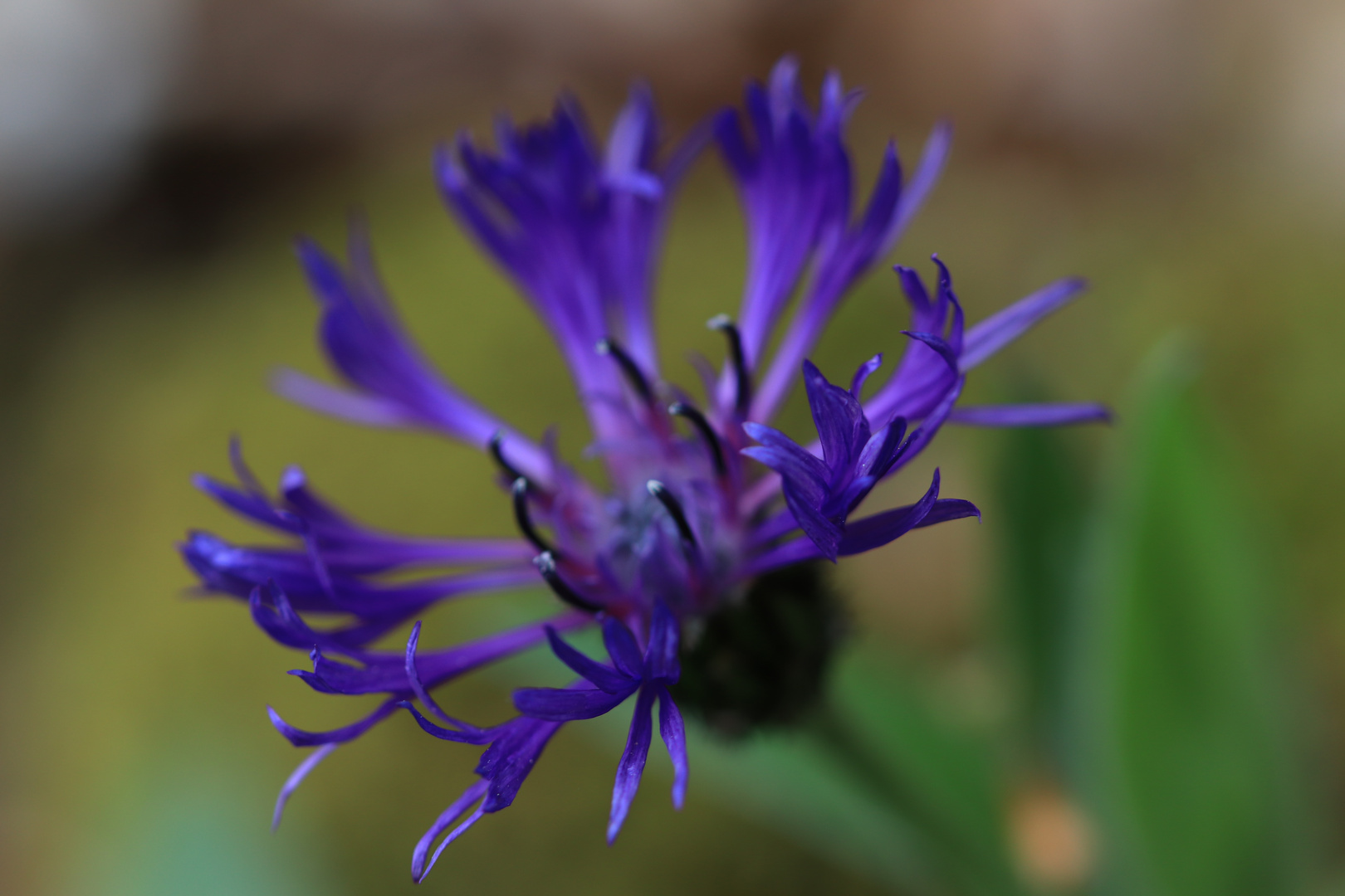 Centaurea