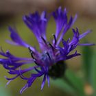 Centaurea