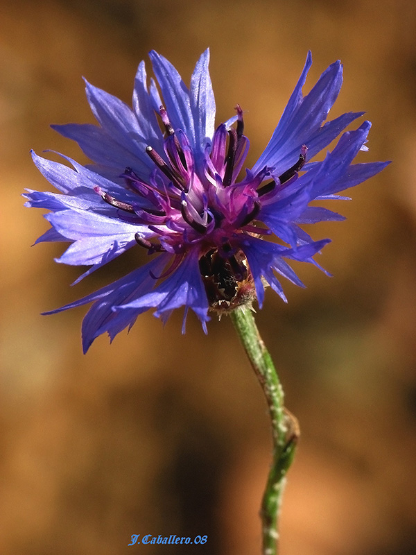 Centaurea