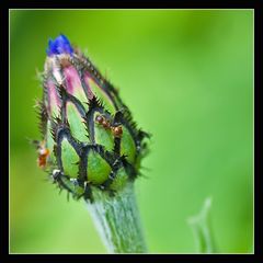 Centaurea