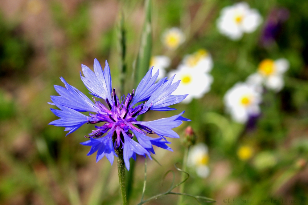 Centaurea Cyanus 2