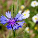 Centaurea Cyanus 2