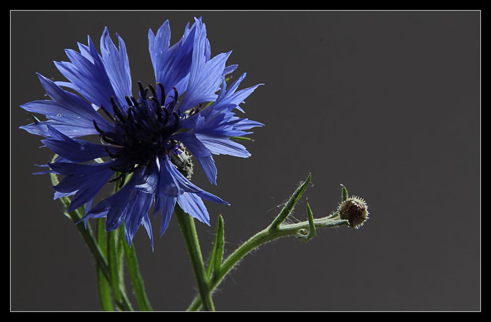 Centaurea cyanus