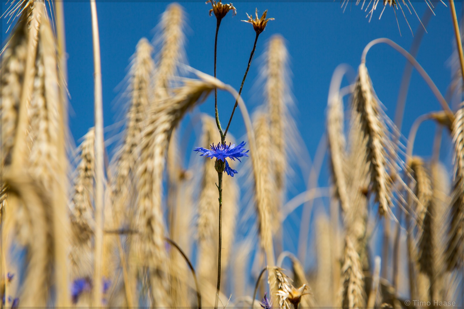 "Centaurea cyanus"