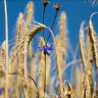 "Centaurea cyanus"