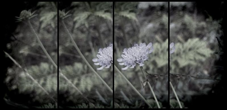 centaurea cyanus