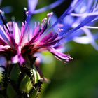 Centaurea cyanus