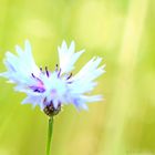 Centaurea Cyanus