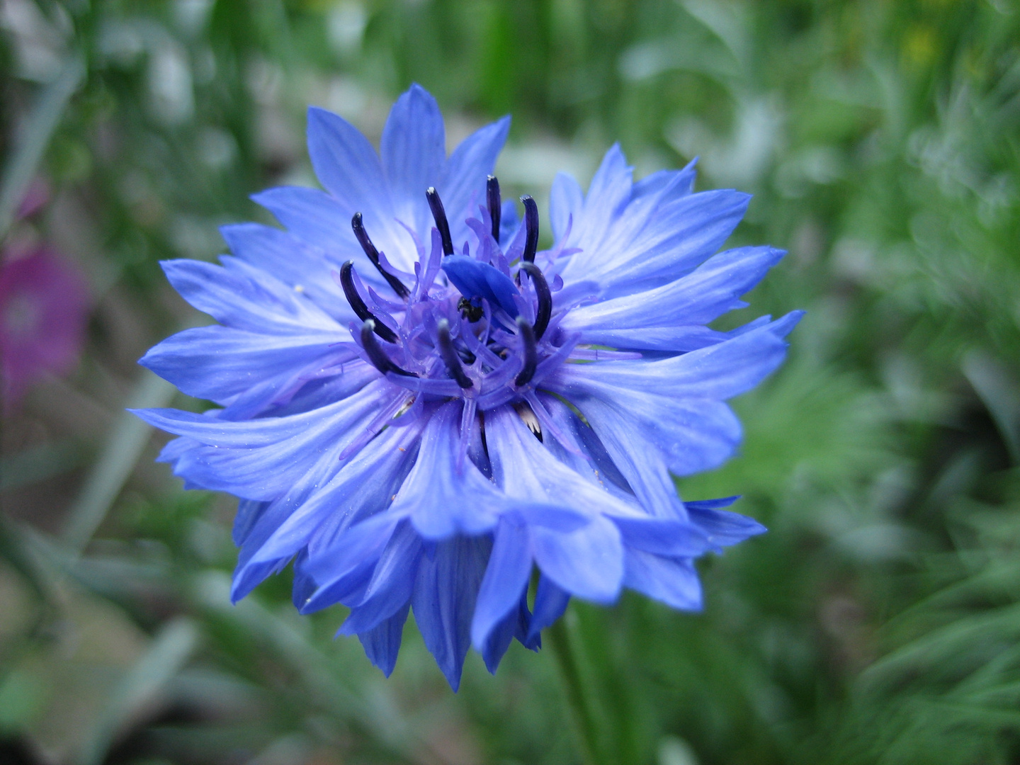 Centaurea cyanus