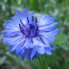 Centaurea cyanus