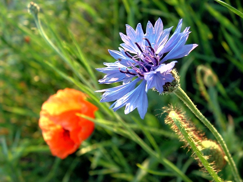 Centaurea cyanus