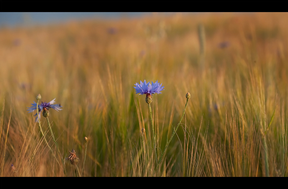 .:Centaurea cyanus:.