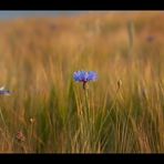 .:Centaurea cyanus:.