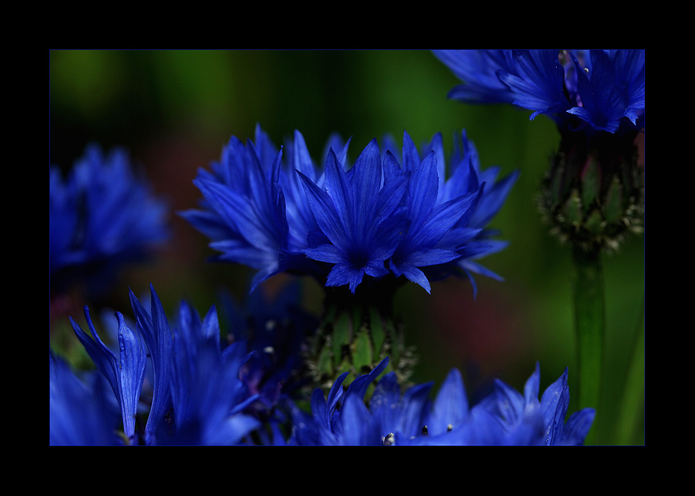 Centaurea cyanus ...