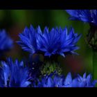 Centaurea cyanus ...