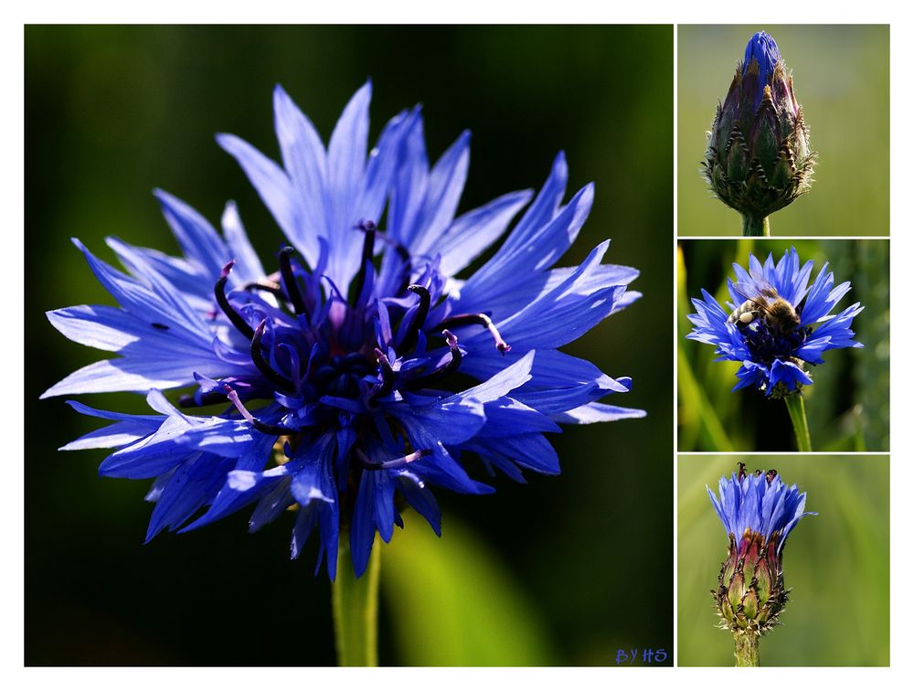 "Centaurea Cyanus"