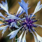 Centaurea cyanus - Kornblume