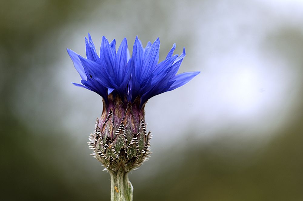 Centaurea cyanus, Kornblume, Bachelor's Buttons