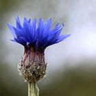 Centaurea cyanus, Kornblume, Bachelor's Buttons