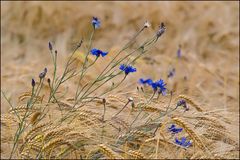 Centaurea cyanus ;o)