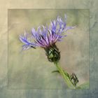 Centaurea 