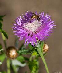 (Centaurea dealbata) Zweifarbige Flockenblume 54