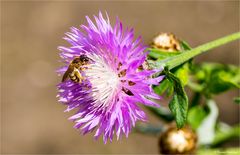 (Centaurea dealbata) Zweifarbige Flockenblume 56