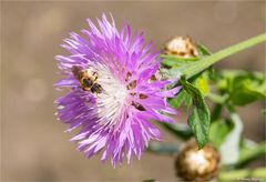 (Centaurea dealbata) Zweifarbige Flockenblume 59