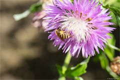 (Centaurea dealbata) Zweifarbige Flockenblume 65,1