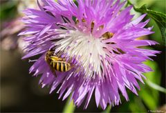 (Centaurea dealbata) Zweifarbige Flockenblume