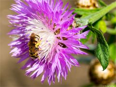 (Centaurea dealbata) Zweifarbige Flockenblume