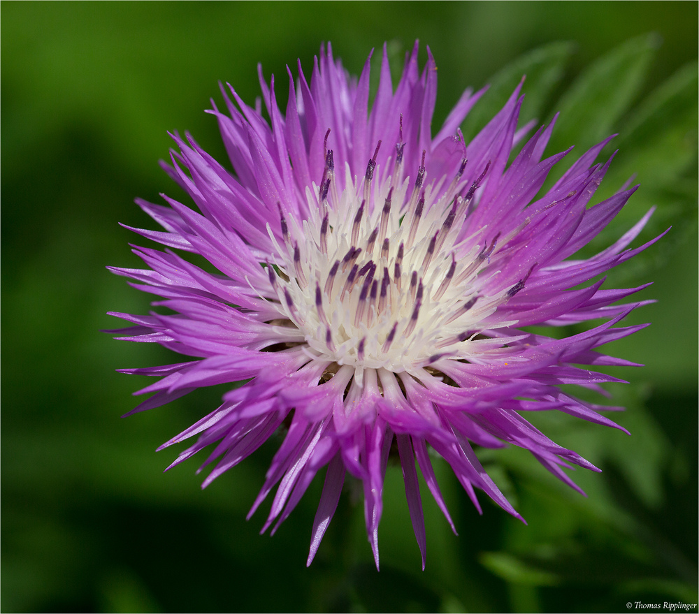 (Centaurea dealbata) Zweifarbige Flockenblume