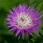 (Centaurea dealbata) Zweifarbige Flockenblume